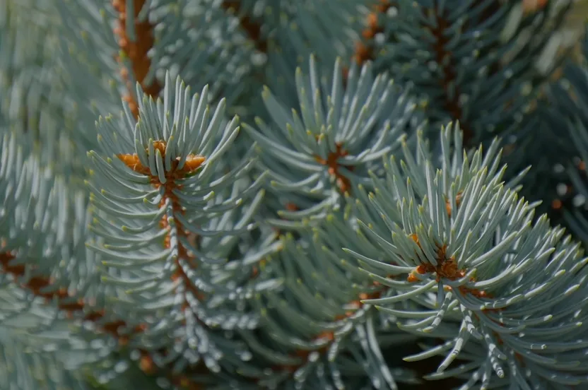 Up close shot of a Colorado blue spruce tree.