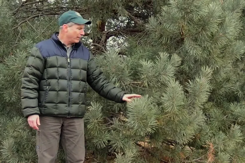 Man standing next to an evergreen tree.