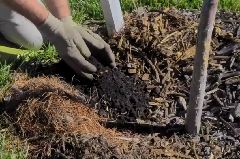 Hands putting mulch around a newly-planted tree.