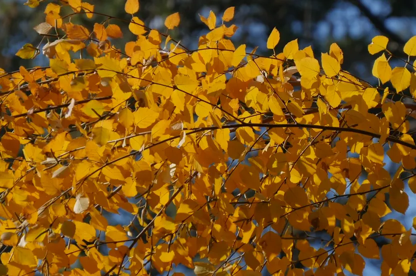 Up close shot of paper birch tree leaves.