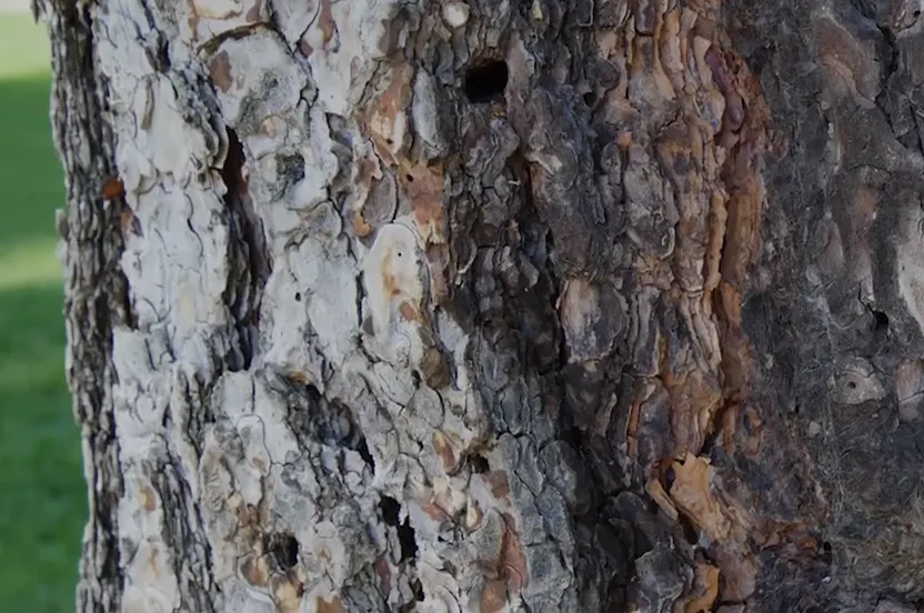 Up close shot of bark on a tree.