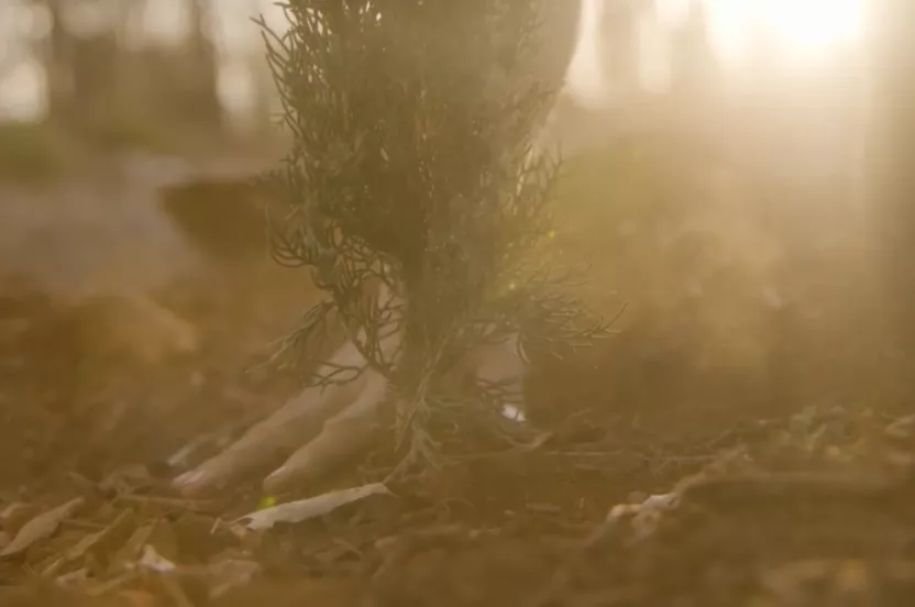 Image of seedling planted in scorched forest