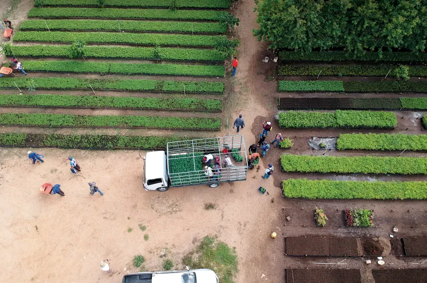 People in Guatamala caring for saplings