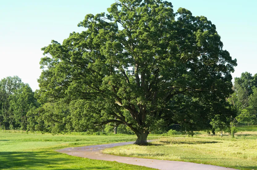 A large oak tree dominates a serene field, providing shade and beauty to the landscape.