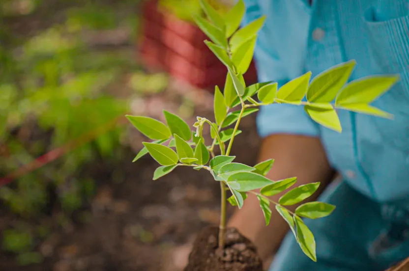 close-up of hands holding a seedling in a nursery in Nicaragua.