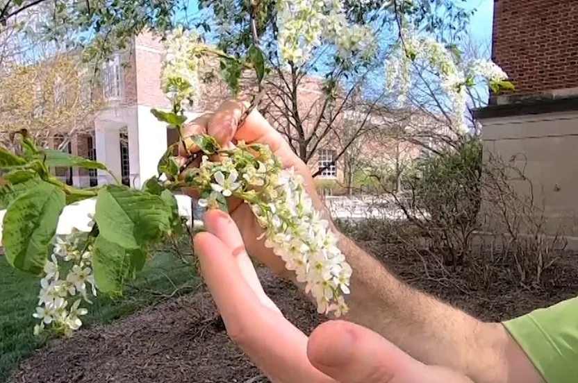 Hands holding a chokecherry leaf.