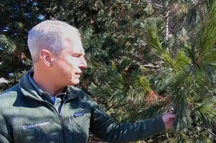 Man standing by an eastern white pine.