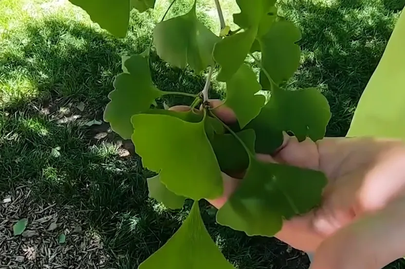 Up close view of a ginkgo tree leaf.