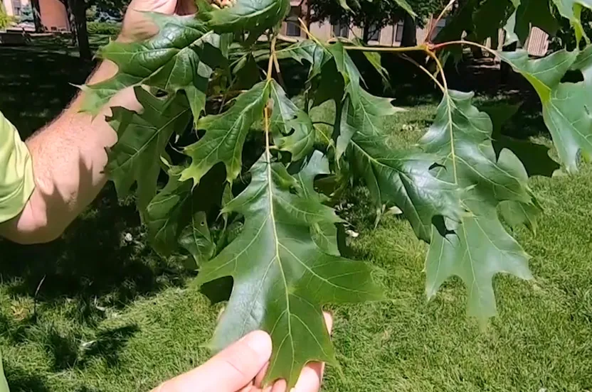 Up close view of northern red oak leaves.