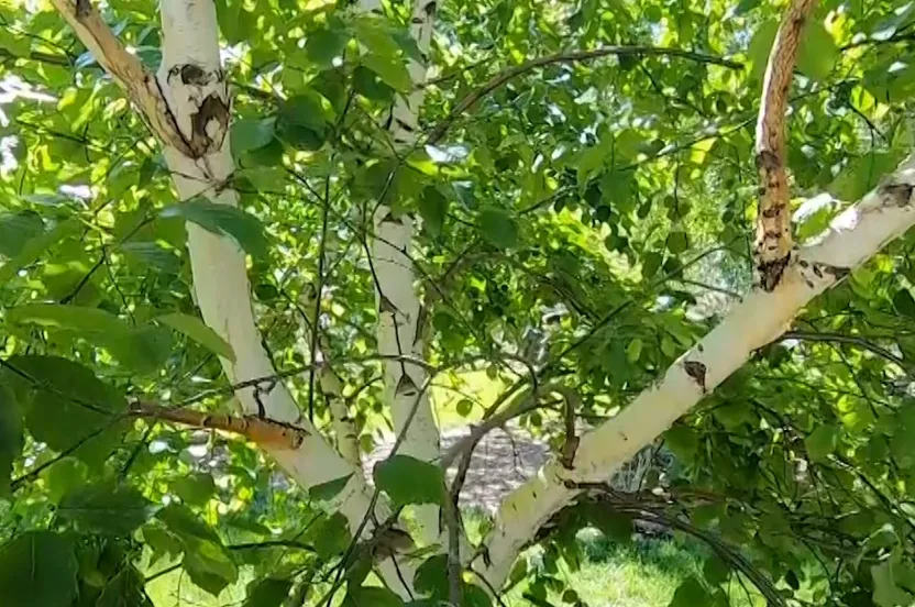 Paper birch tree.