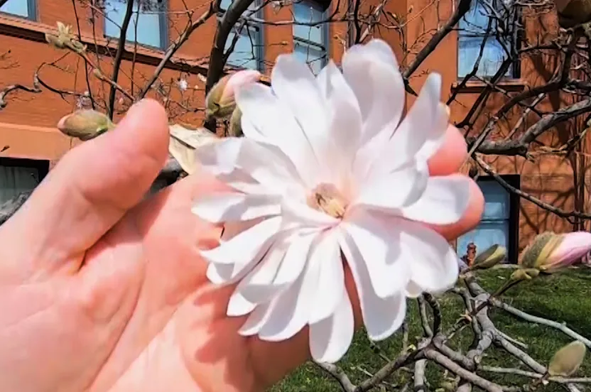 Hand holding a star magnolia flower.