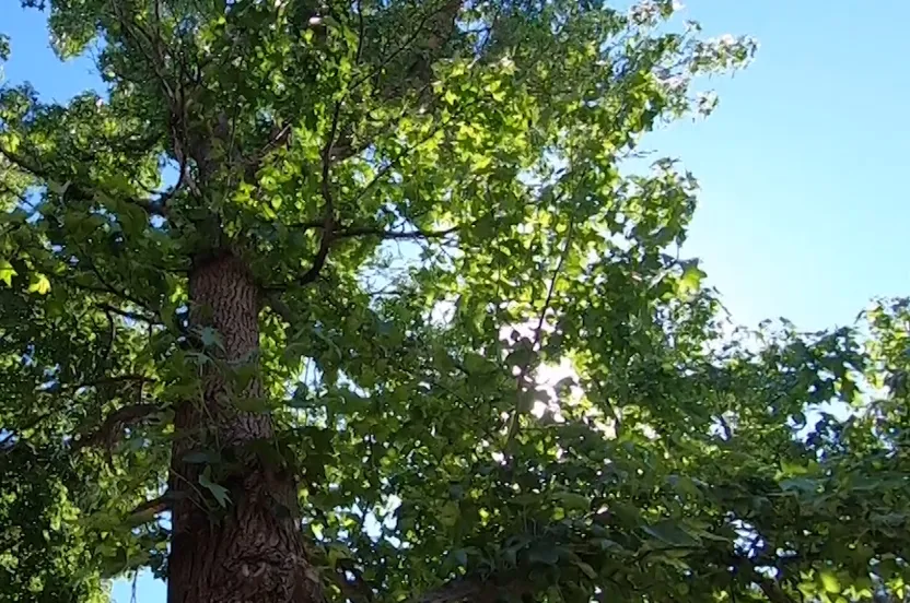 Sunlight shining through a sweetgum tree.