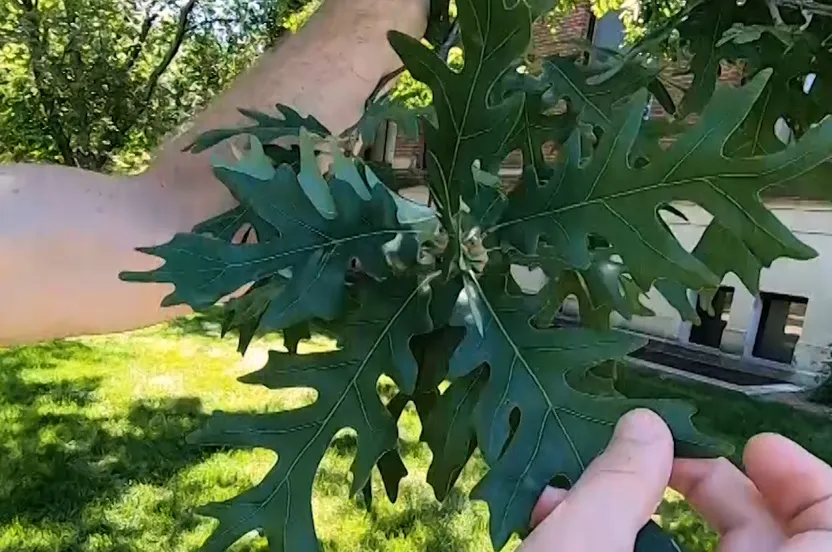 Up close view of white oak tree leaves.