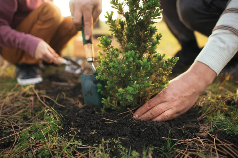 Close-up of hands of two adults planting a small evergreen seedling.