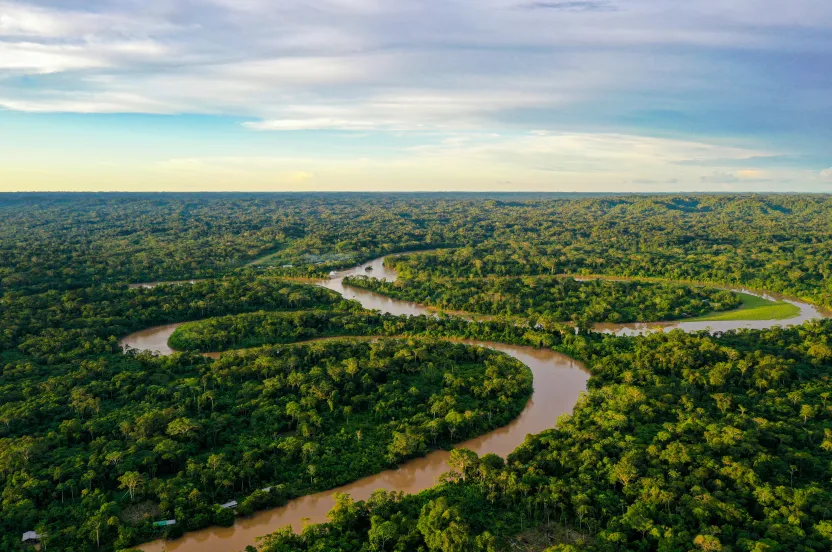 amazon rainforest 