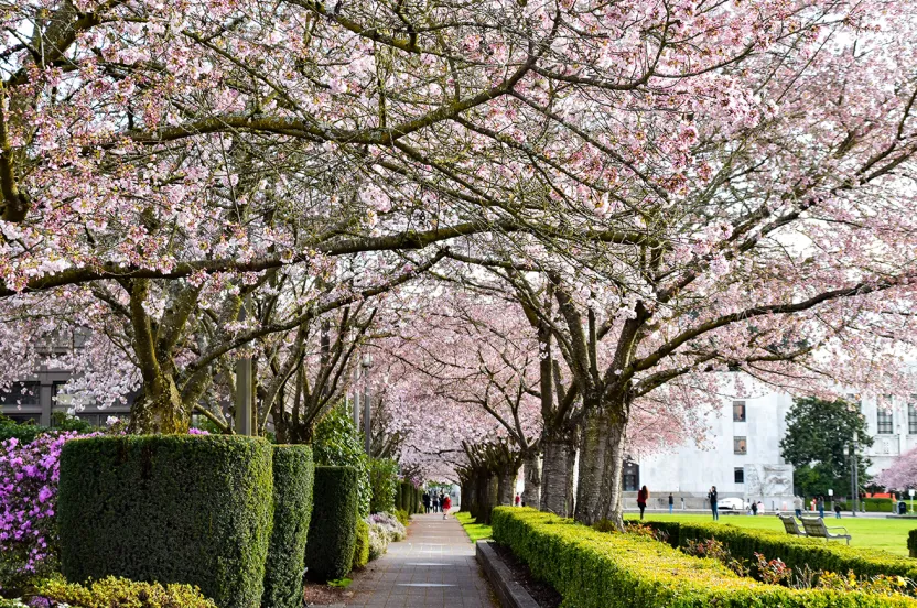 Flowering trees lining a sidewalk in a city