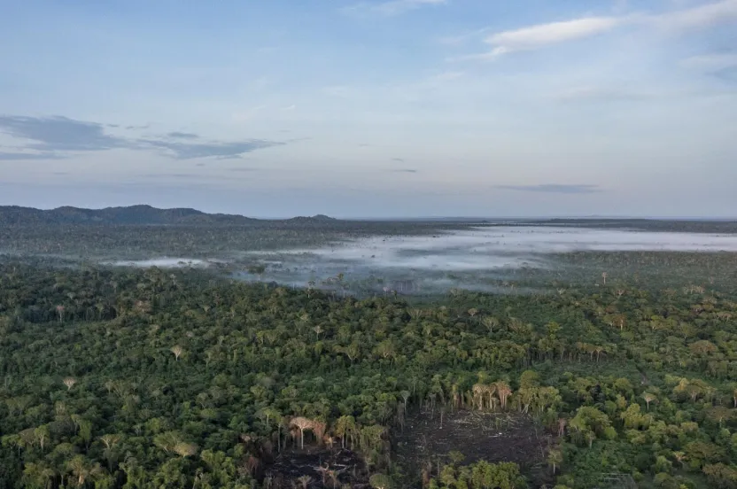 amazon rainforest landscape