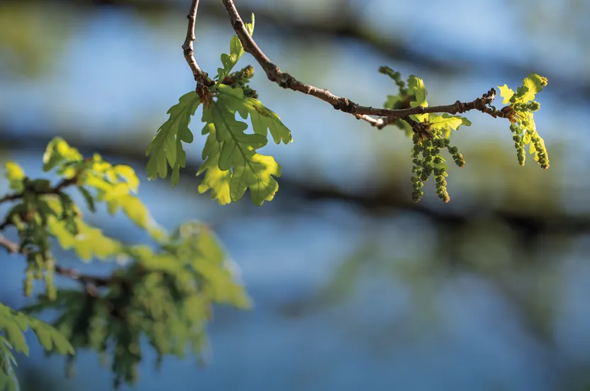 Tree Care