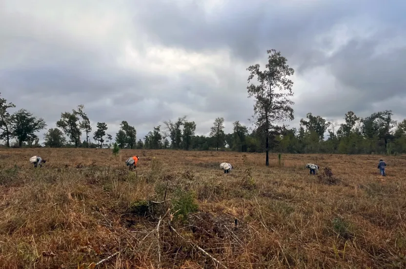 Individuals engaged in tree planting work in a barren forest.