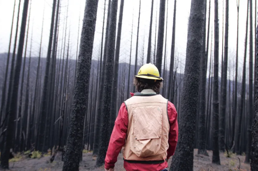 Man walking through trees scorched by wildfires.