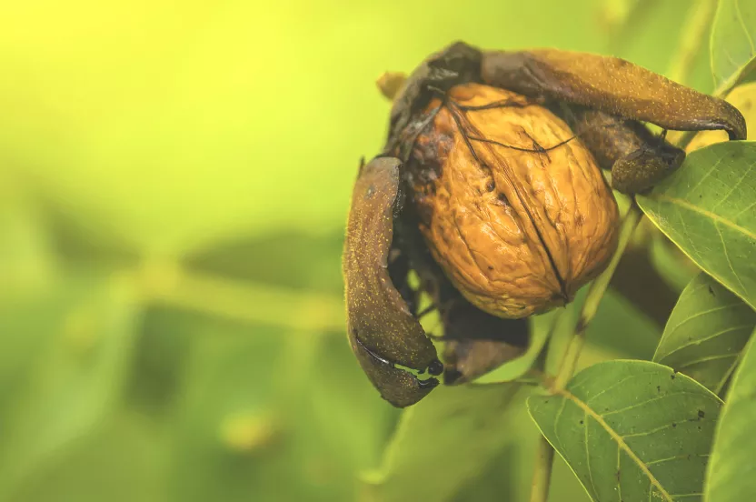 Media Name: Carpathian-English-Walnut.jpg