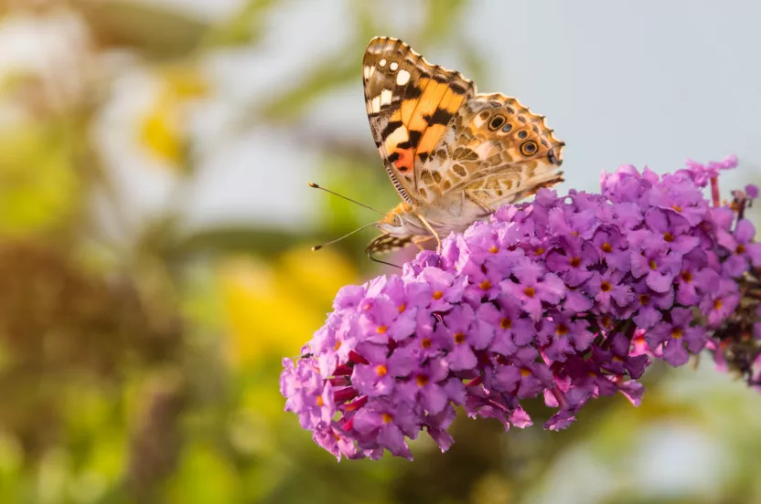 Media Name: beautybush-butterfly-iStock-610778614.jpg