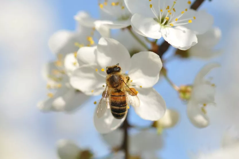 Media Name: bee-flowering-tree.jpg