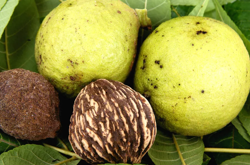 Media Name: black-walnut.jpg