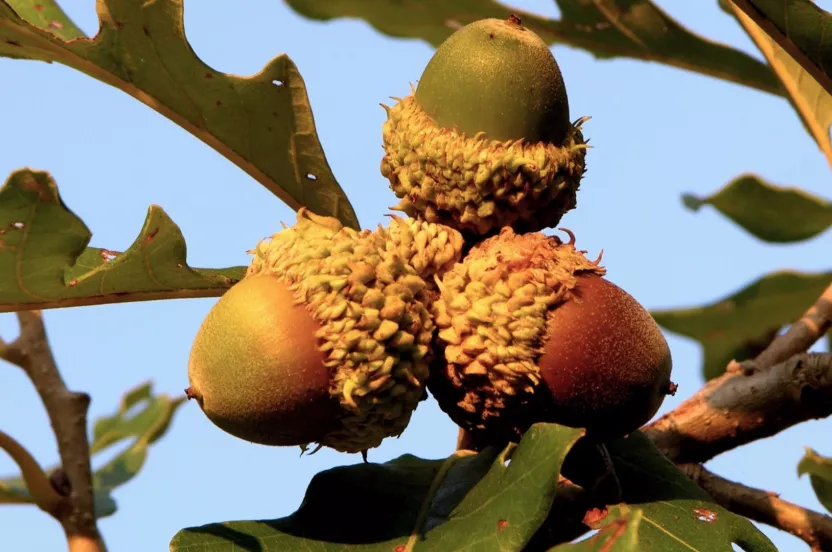 Media Name: bur-oak-acorns-iStock-139689792.jpg