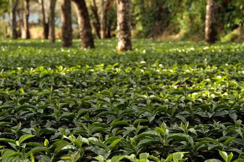 Media Name: coffee-farm-guatemala-iStock-522377316.jpg