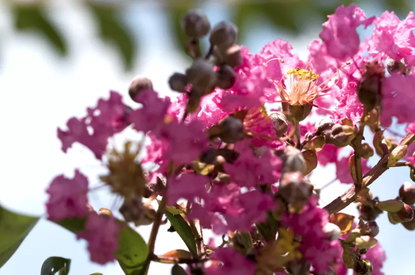 Media Name: common-crapemyrtle.jpg