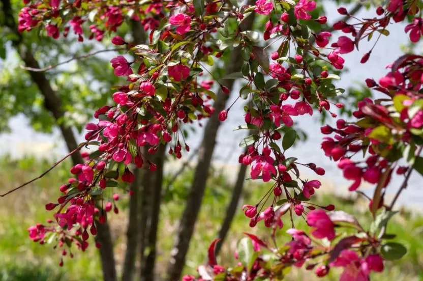 Media Name: crabapple-iStock-1092431520.jpg