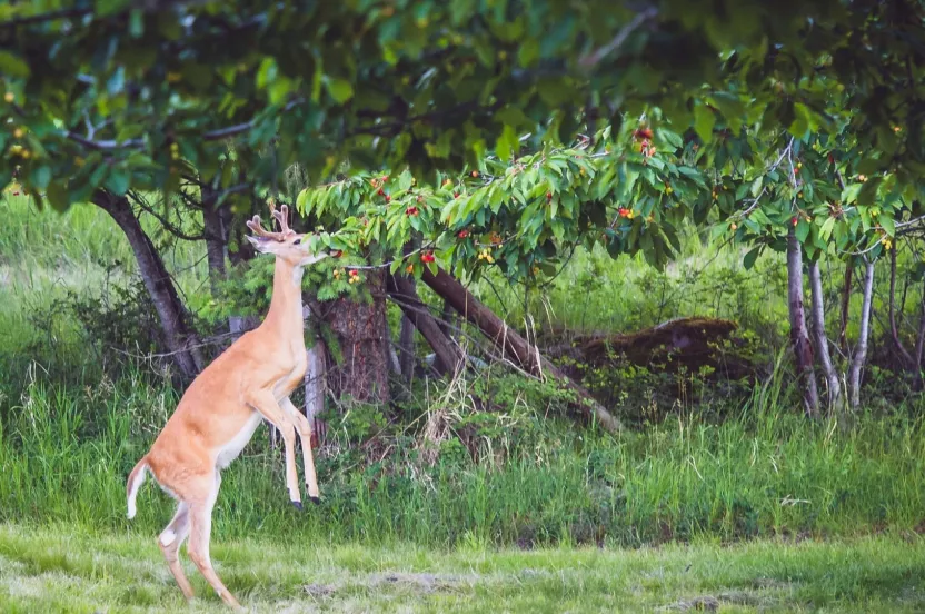 Media Name: deer-browsing-tree-iStock-651169826.jpg