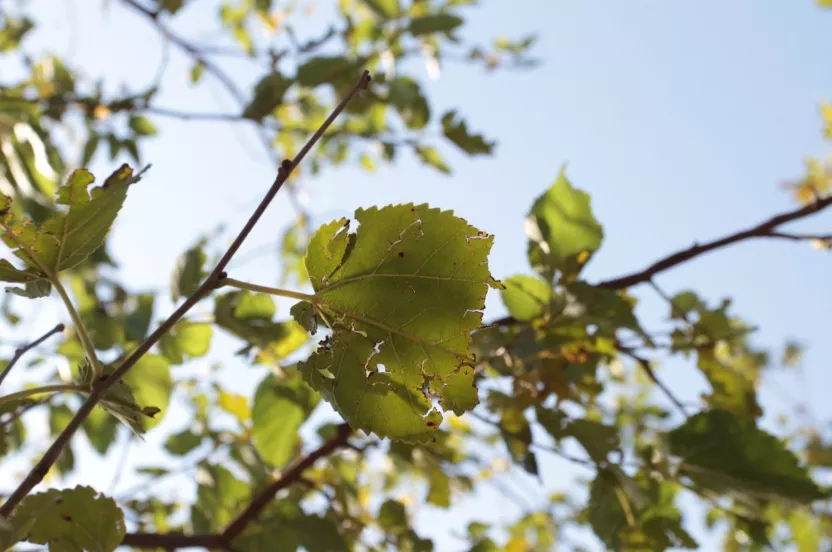 Media Name: defoliated-leaf-iStock-889654334.jpg