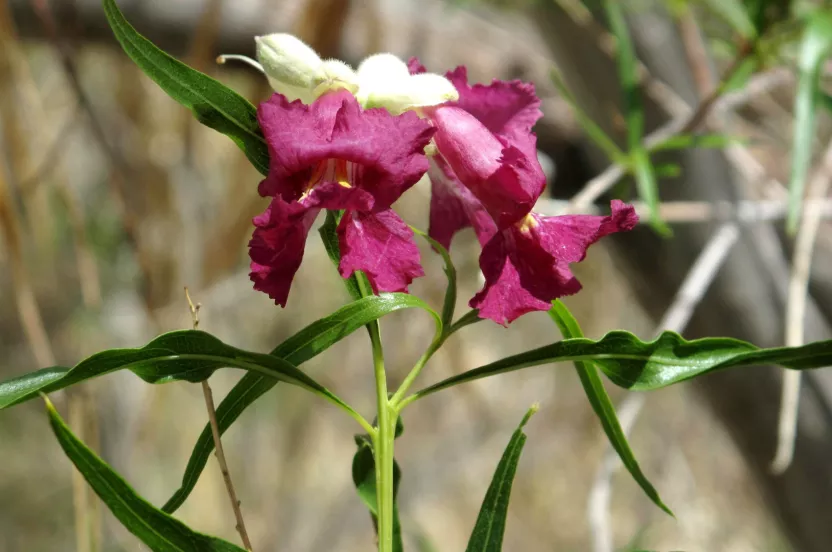 Media Name: desert-willow-tree.jpg