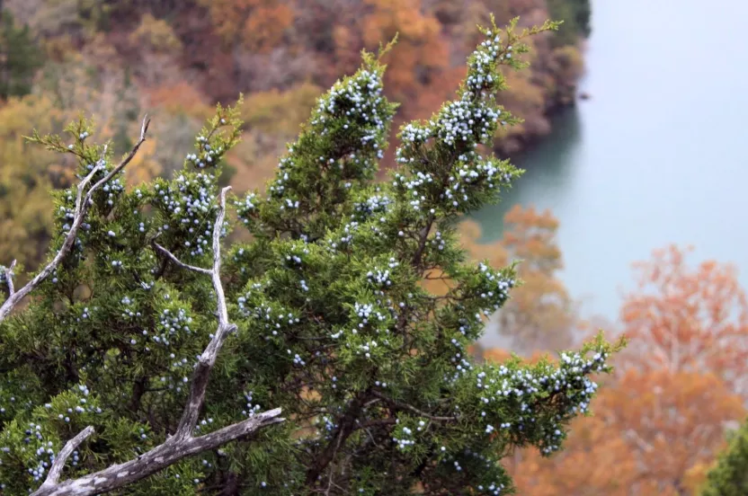 Media Name: eastern-redcedar-iStock-874972984.jpg