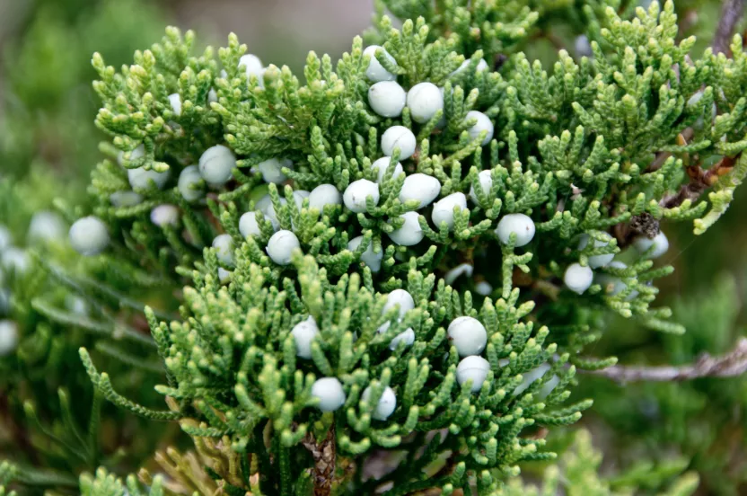 Media Name: eastern-redcedar.jpg