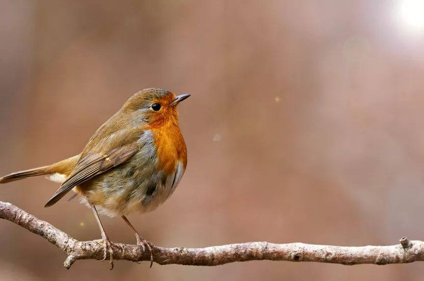 Media Name: european-robin-tree-branch.jpg