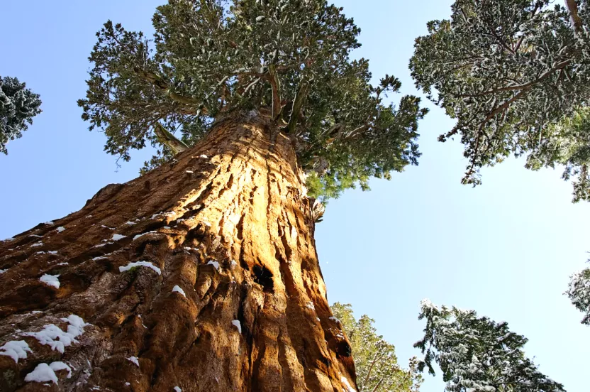 Media Name: giant-sequoia.jpg