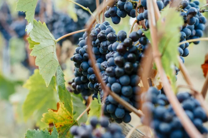 Media Name: grapes-iStock-824344522.jpg