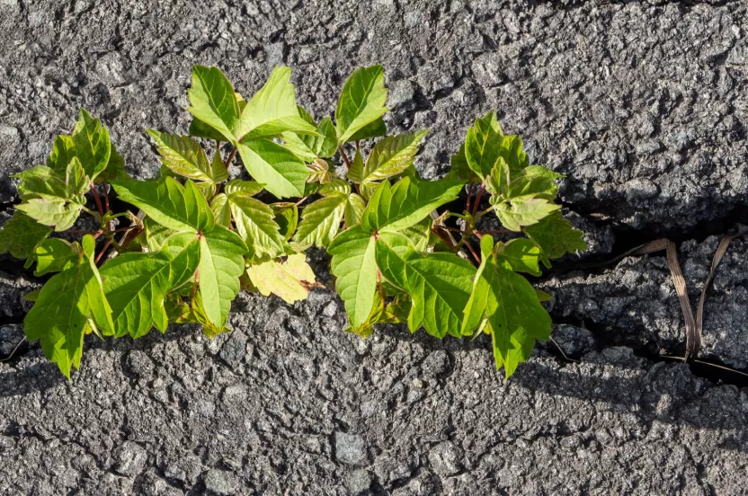 Media Name: green-twigs-of-young-maple-seedling-tree-grow-in-the-asphalt-road-picture-id1200558854.jpg