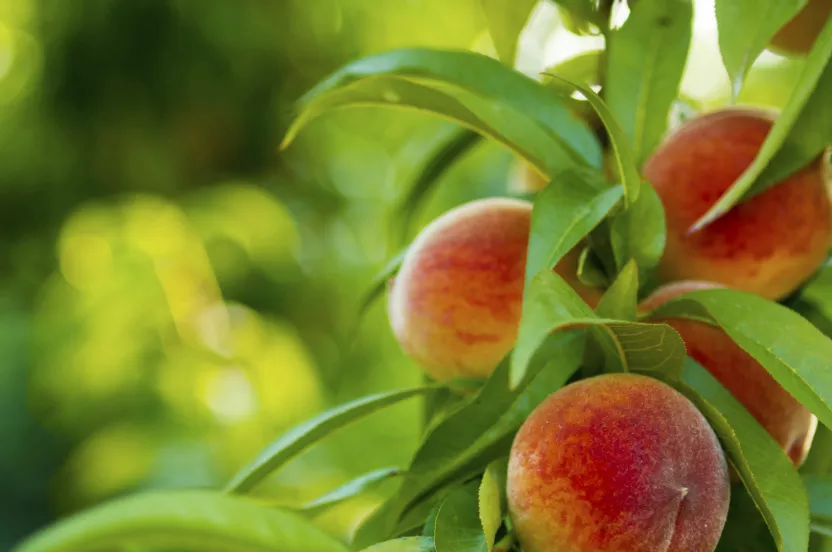 Media Name: iStock_68807223_LARGE_peach.jpg