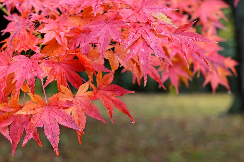 Media Name: japanese-red-maple-iStock-527369645.jpg