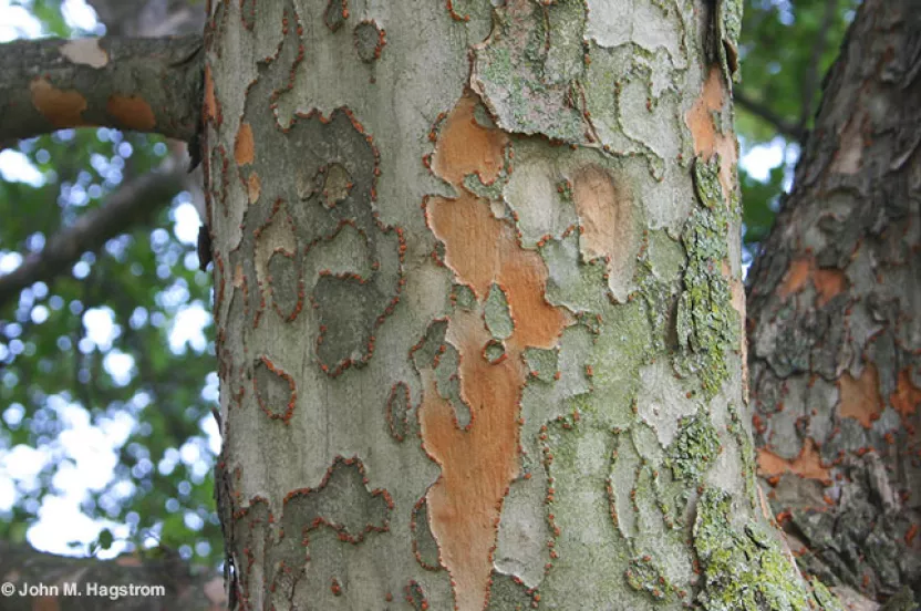 Media Name: lacebark-elm.jpg