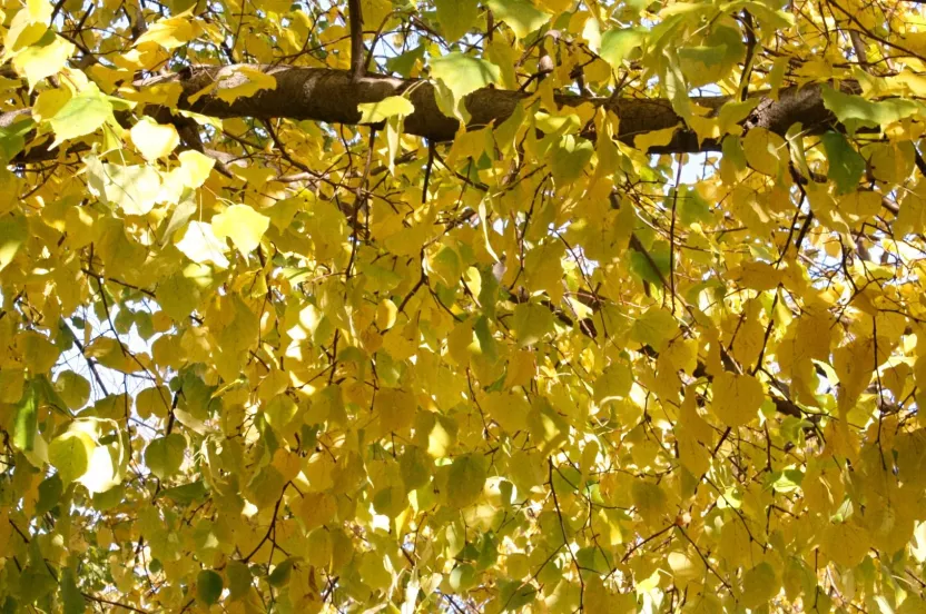 Media Name: littleleaf-linden-IMG_0564.jpg