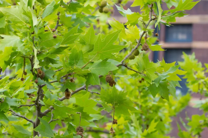 Media Name: london-planetree-iStock-174847236.jpg