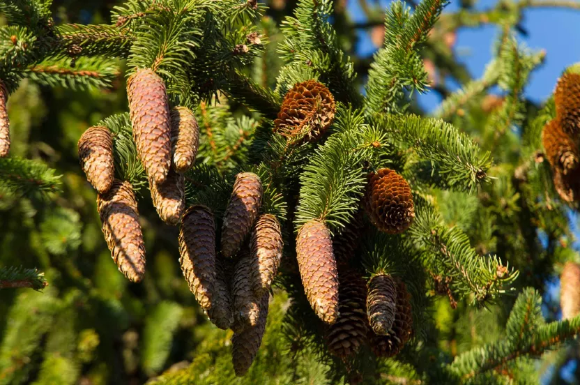 Media Name: norway-spruce.jpg