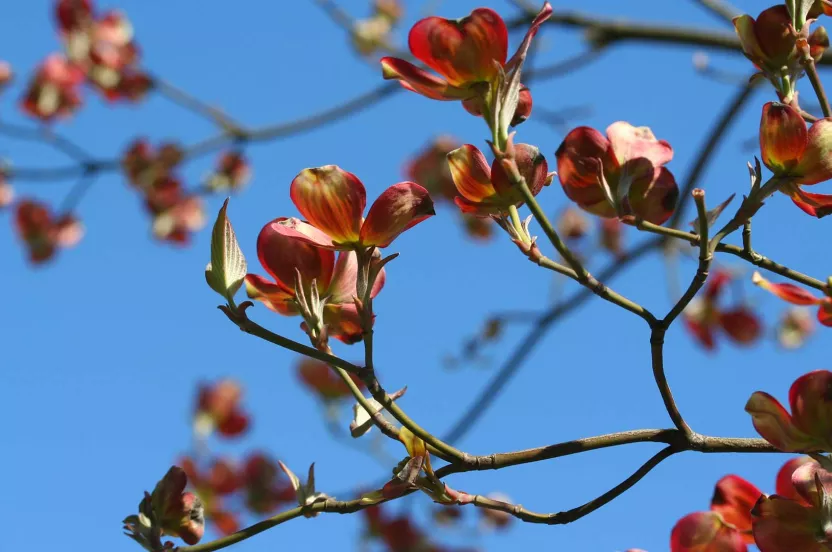 Media Name: red-dogwood.jpg