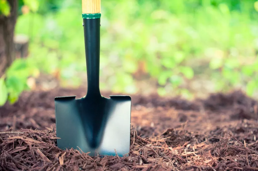 Media Name: shovel-mulch-iStock-465908304-1.jpg