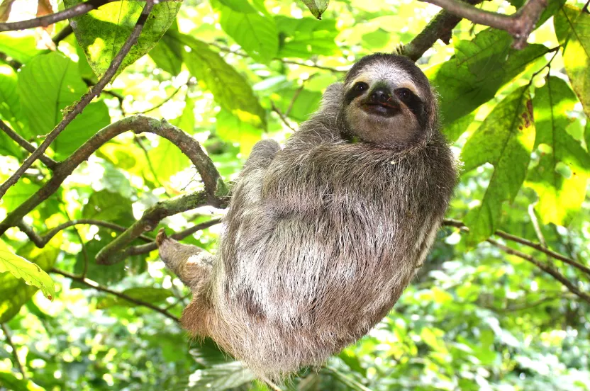 Media Name: sloth-tree.jpg